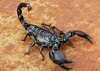 Scorpion_85 Жека ___